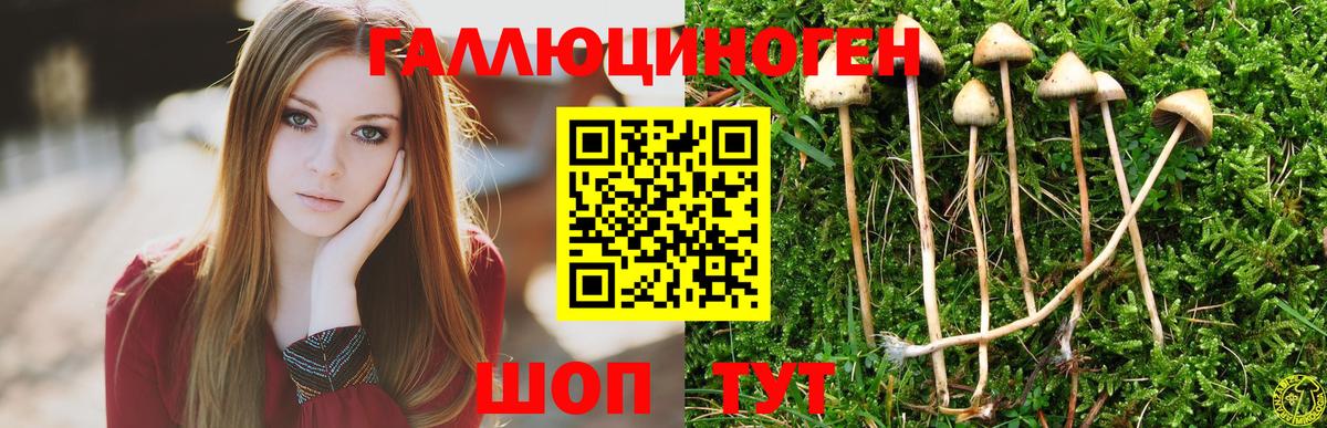 Галлюциногенные грибы прущие грибы  Псилоцибиновые грибы Psilocybe  Вход с VPN  Энгельс 